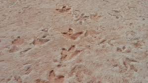 Rex track take some imagination. Arizona Scenic Drive U S 89 To Red Lake