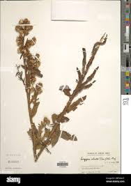 Image result for Laggera