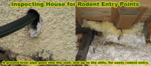 The trap will be more successful if they are put at the rodents runaway. How To Get Rid Of Mice In The Walls And Your Home