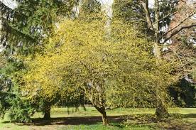Cornus Mas 4 6h 3 5b Bloei 2 Jolico Gourmet Elegant Beschut Mineralenpomp Mn Calcium Met Afbeeldingen Bloemenboom Planten Traditioneel Landschap