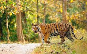 Raiya Kasa A Dominant Male Tiger Of Pench National Park India Wildlife Of India Animals Wild Big Cats