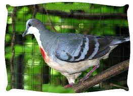 حمامة تبدو مجروحة ولكنها مميزة حمامة نزيف القلوب صور لحمامة القلب الدامى الطائر الخجو Pet Birds Animals Bird