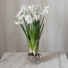 Paperwhite Ziva Kit With Hurricane Vase Paperwhites Hurricane Vase Vase