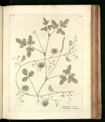 Image result for Dolichos trilobus