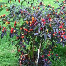 These peppers change color many times. Ljuta Paprika Cili Bolivian Rainbow Oro Seeds