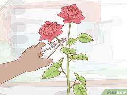 Commercial growers have been growing long stemmed hybrid tea roses in greenhouses for over 80 years. How To Grow Long Stem Roses At Home With Pictures Wikihow