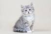 Kittens for Sale | Siberian Cats of Svetdanhaus: A breeder ...