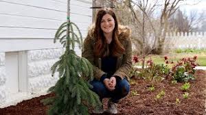 If you have any quesion about format or need more plant, contact me please. Planting A Weeping White Spruce Garden Answer Youtube
