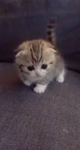 48 Trendy Funny Cats Kitty Sweets Cute Cats Funny Animals Kittens Cutest