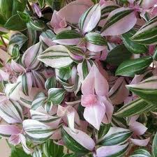 Great gift idea for plant lovers. Image Result For Tradescantia Tricolor Plants House Plants Hanging Plants Indoor