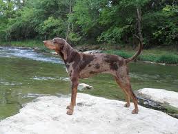 1 x trustworthy source american kennel club the american kennel club. American Leopard Hound Association Public Group Facebook