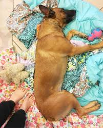 Add an omega 3 supplement feed your pet a multivitamin with omega 3 fatty acids, which may help restore your pet's skin health and reduce hair loss. 7 Dog Shedding Home Remedies Keep Your House Fur Free Lolly Jane