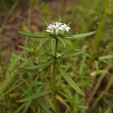 Image result for Leptactina platyphylla