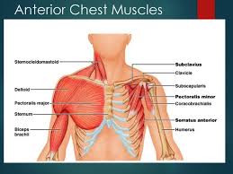 Maybe you would like to learn more about one of these? Major Muscles Of The Upper Body Ppt Download