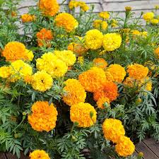 Marigold African Seeds Crackerjack Mix Flower Seeds Marigold Flower Chrysanthemum Seeds