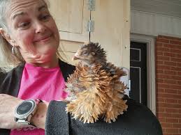 Welcome to the family, Howdy and Cluck!