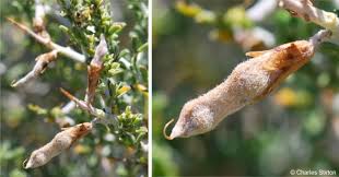 Image result for Melolobium