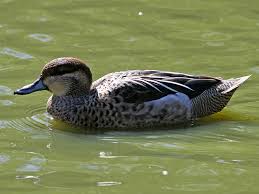 Image result for Garganey Teal 1973 GM