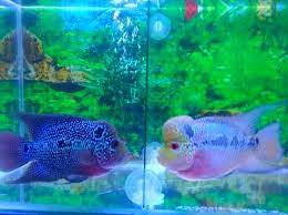 Ikan louhan merupakan ikan yang memiliki mitos yang sangat banyak. Cara Budidaya Ikan Louhan Di Akuarium Untuk Pemula My Blog