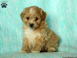 Gloria Peekapoo Puppy For Sale In Pennsylvania Puppies Peek A Poo Puppies For Sale