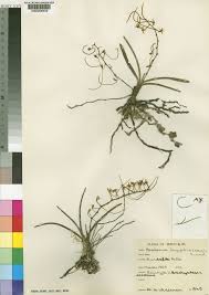 Image result for Ypsilopus erectus