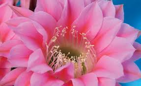 Affordable and search from millions of royalty free images, photos and vectors. How To Photograph Cactus Blossoms Like A Pro Phoenix Home Garden