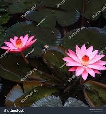 Seroja Lotus Species Annual Aquatic Plant Stock Photo 2241144107