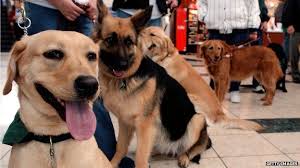 Advocates Fight Against Fake Service Dogs Bbc News