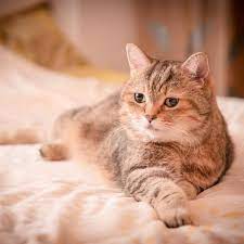Maybe you would like to learn more about one of these? Remedes Maison Pour Les Parasites Intestinaux Chez Le Chat