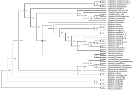 Image result for Stellaria mannii