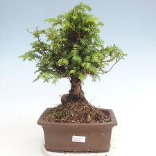 The journey of my plucking yew. E Bonsai Outdoor Bonsai Taxus Bacata Red Yew