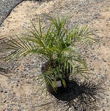 Image result for Phoenix roebelenii