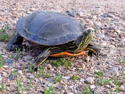 Sharpen your colored pencils & crayons or uncap those markers, and get ready to color this inspiring quote! Painted Turtle Wikipedia