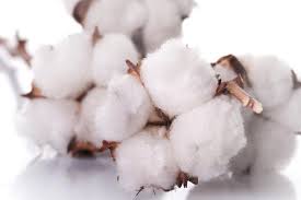 We did not find results for: Mengenal Serat Kapas Bahan Kaos Weva Textile