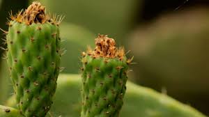 These are known more commonly as green chlorophyll and yellow carotenoid. Sweet Cactus Tvagro Por Juan Gonzalo Angel Youtube