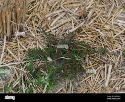 Image result for Ammannia baccifera