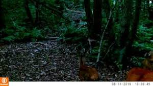 Bushnell Core Dual Sensor Low Glow 2019 Camera 119975