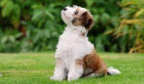 Although the first wheaten terriers came to the united states during the 1940s, it took another decade for the breed to catch on and start being developed within the country. Tibetan Terrier Dog Breed Information