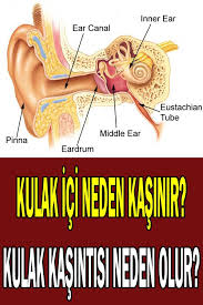 Kulak Ici Neden Kasinir Kulak Kasintisi Neden Olur Sosyolife Net Kulak Alternatif Saglik Saglik