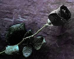 After another month, they will be. Black Rose Wallpapers Wallpaper Cave