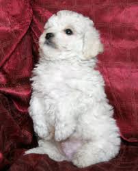 We have 1 male and 1 female blue nose puppy for sale. Bichon Frise And Teddy Bear Puppies Home Facebook