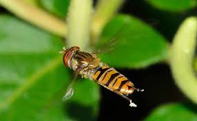 Le Syrphe Une Mouche Deguisee En Guepe
