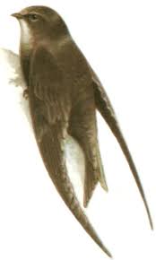 Результат пошуку зображень за запитом "стриж"