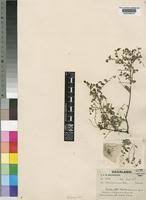 Image result for Phyllanthus hutchinsonianus