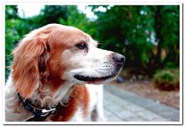 See more of the nomadic spaniard on facebook. Spanish Breton Complete Guide To The Breed Dogsis
