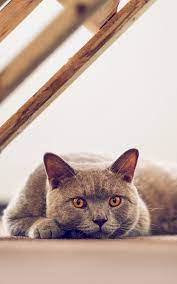 British Shorthair Breeder Malaysia British Shorthair