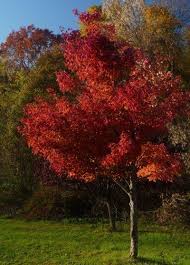 red maple tree care and planting growing red maple trees