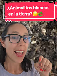 Animalitos Blancos En La Tierra De Mi Planta