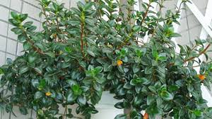 Goldfish plants have hundreds of small, thick, shiny, green leaves and flowers goldfish plant care tips: Propagation Methods Of Goldfish Plant Rayagarden
