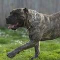 Presa Canario For Sale in Virginia - Hoobly Classifieds